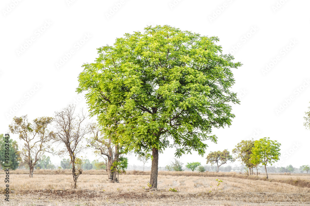 Obraz premium Tree on white background