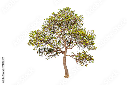 Tree on white background