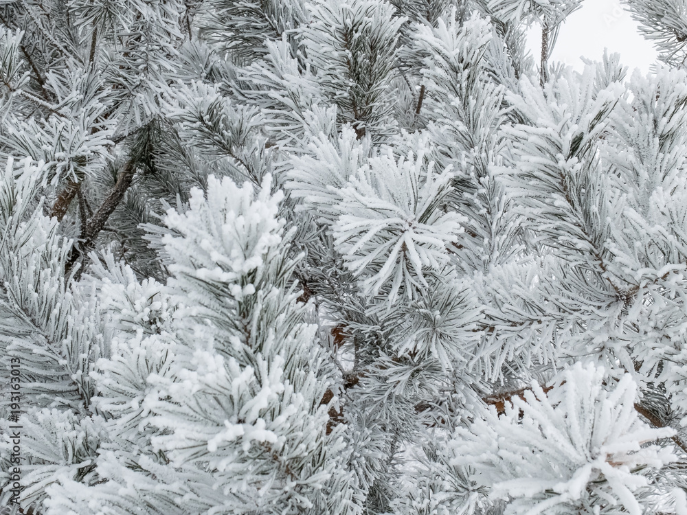 Frozen coniferous branches in white winter Frozen coniferous branches in white winter