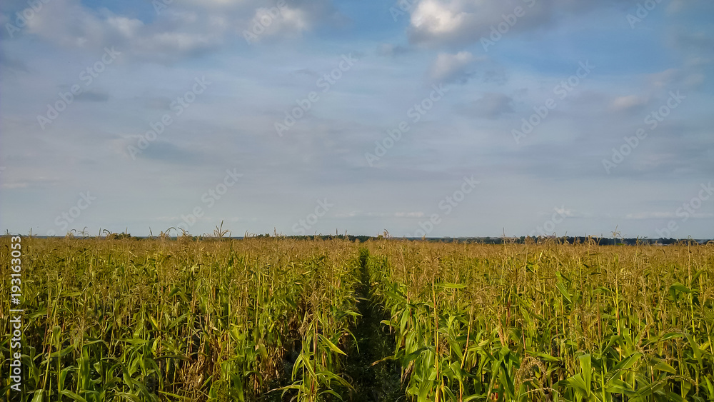 Beautiful green cornfield with fluffy clouds sky background. Beautiful green cornfield with fluffy clouds sky background.