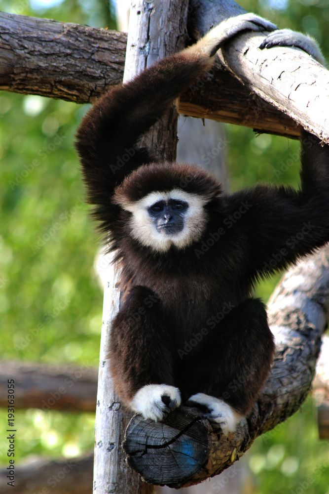 Obraz premium gibbon