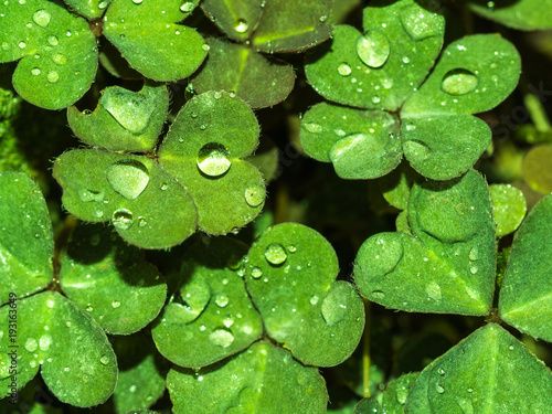 Оxalis in forest after rain. background or texture of the leaves of the Oxalis with drops of dew. Oxalis creeps on the ground carpet