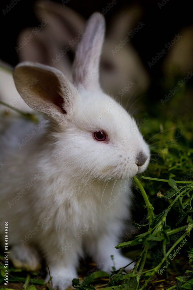 White rabbit eating grass White rabbit eating grass