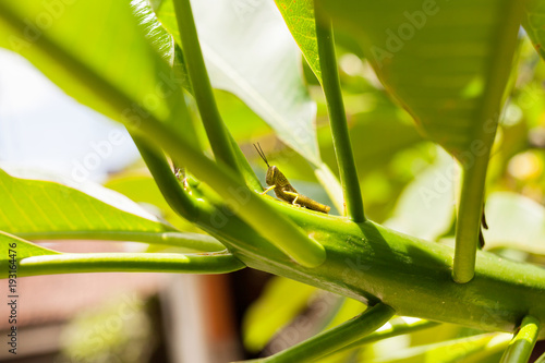 Green grasshopper sitting on tree branch. Sunny day on Bali island  Indonesia.