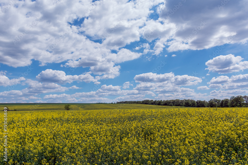 Canola field, landscape on a background of clouds. Canola biofuel, organic.