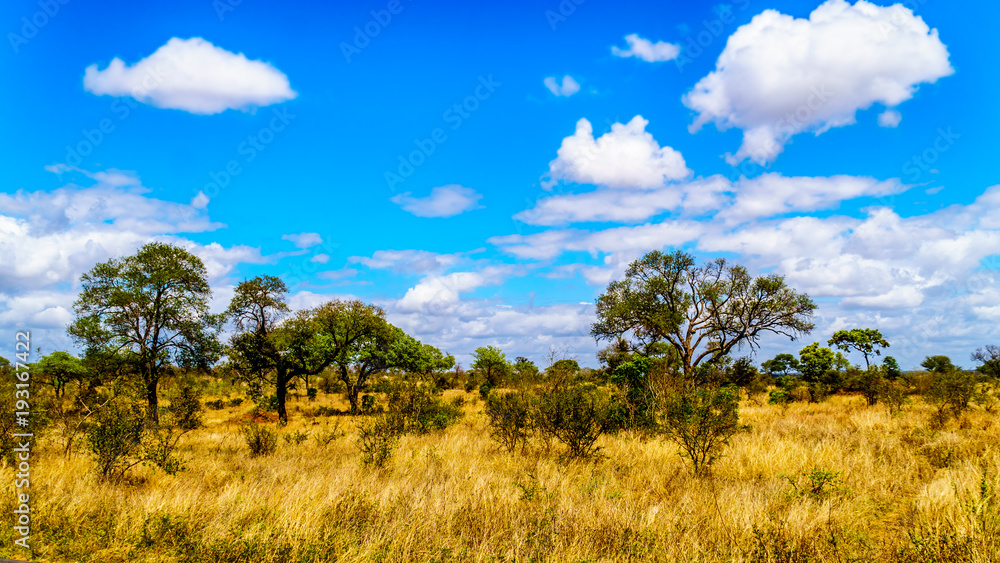 Grassland and Trees in the Savanna landscape in Kruger National Park in South Africa