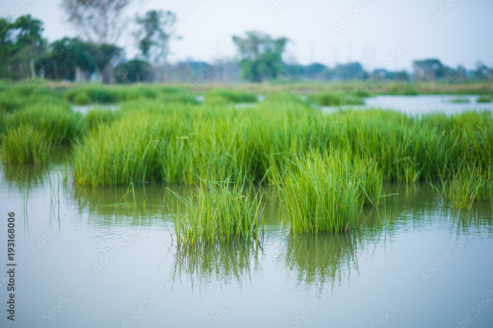 Green grass is in the water. Green grass is in the water.