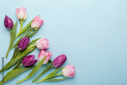 Fototapeta Naklejka Na Ścianę i Meble -  Pink and purple tulip flowers on blue background. Flat lay, top view.