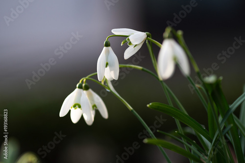 Little snowdrops flowering in the garden. Close up.  © demanescale