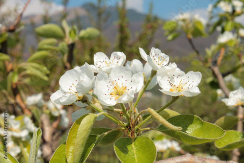 Spring flowers with nature background