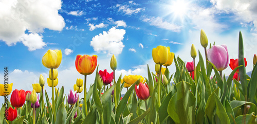 Glück, Lebensfreude, Frühlingserwachen, Auszeit, Leben: Buntes, duftendes Blumenfeld mit Tulpen m Frühling :)