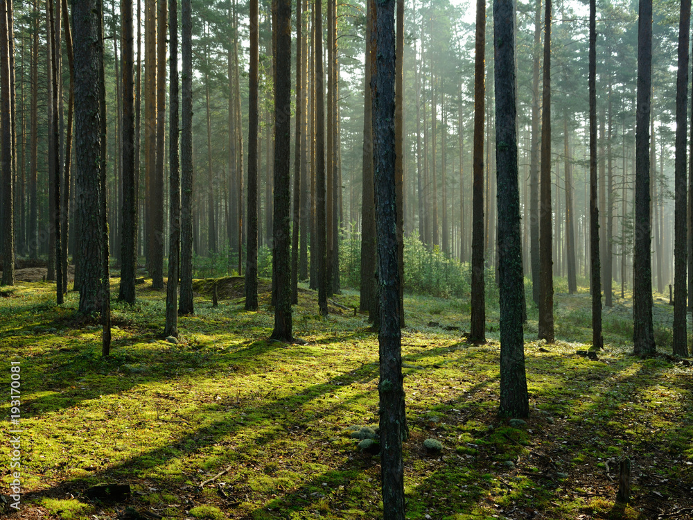 Coniferous forest in summer and sunrays Coniferous forest in summer and sunrays