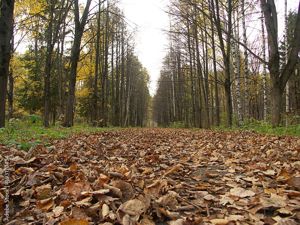 alley in autumn park strewn with fallen leaves alley in autumn park strewn with fallen leaves
