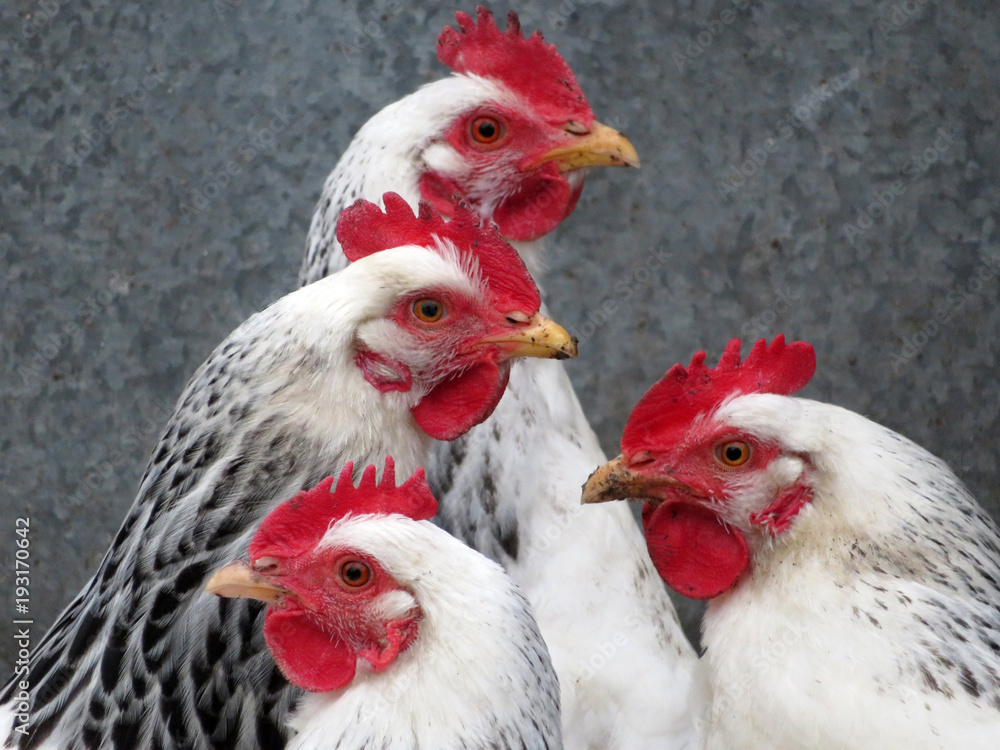 Fototapeta premium Laying hens in a poultry farm. White broiler chickens closeup