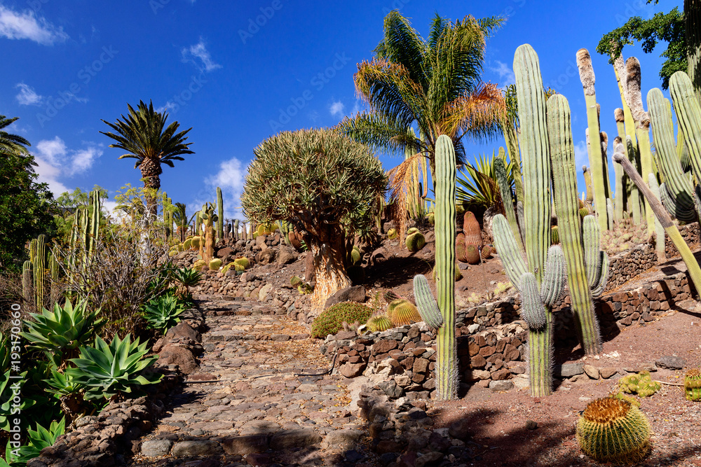 Fototapeta premium Cactualdea Park, Gran Canaria
