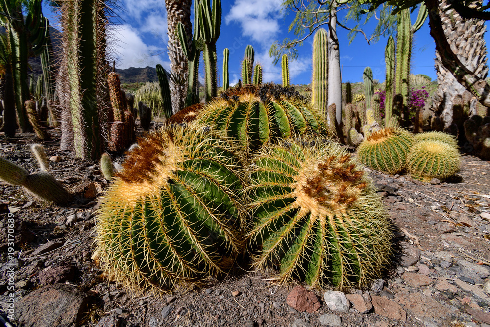 Cactualdea Park, Gran Canaria Cactualdea Park, Gran Canaria
