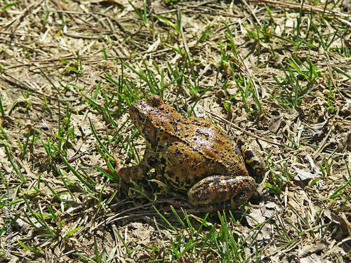 Frog on the ground in spring photo