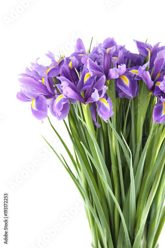 Close-up of a beautiful bouquet of purple irises. Isolated