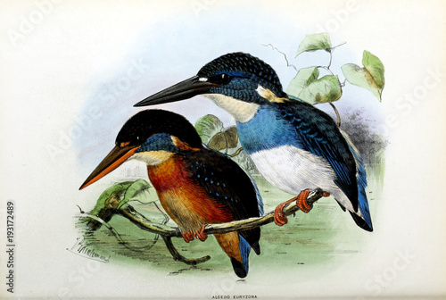 Illustration of bird photo