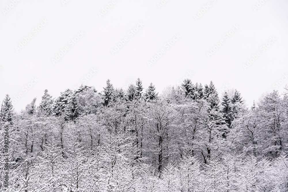 Trees covered in frost Trees covered in frost