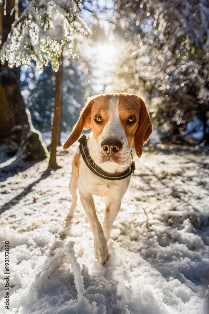 Beagle dog walks in snowy sunny forest Beagle dog walks in snowy sunny forest