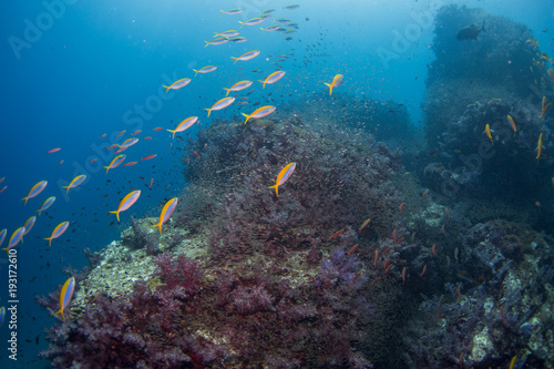School of tropical fish on the colorful underwater coral reef. Scuba diving with sea wildlife. Snorkeling on the reef with fish. Sea lily, corals and anthias fish.