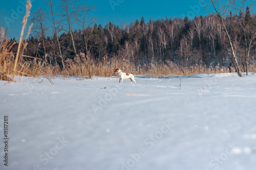 jack russell terrier puppy for a walk in the winter. Dog in a snowy