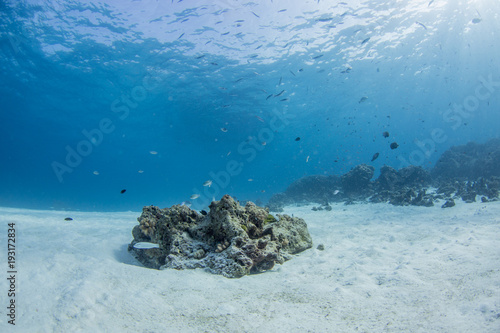 Underwater seascape with natural sunlight through water surface and rocks on the seabed.underwater background