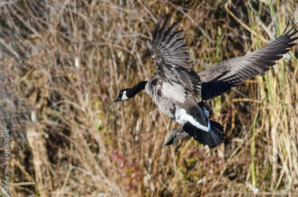 Canada Geese Landing in the Wetlands Canada Geese Landing in the Wetlands