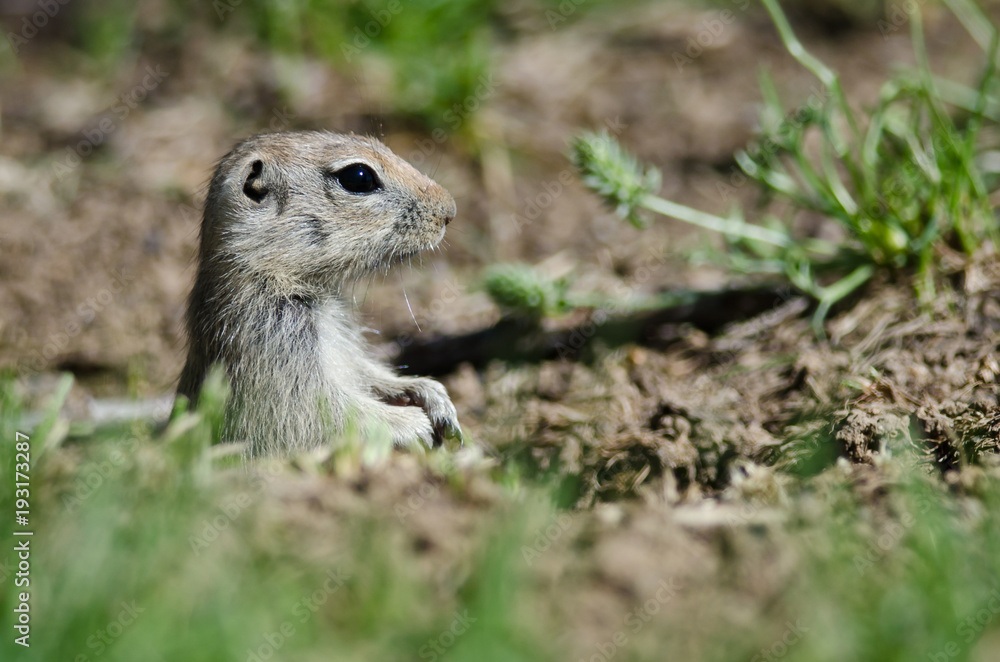 Naklejka premium Alert Little Ground Squirrel Peeking Over the Edge of Its Home
