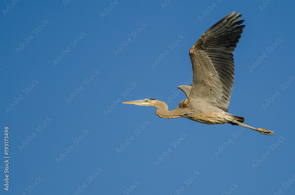 Obraz premium Great Blue Heron Flying in a Blue Sky