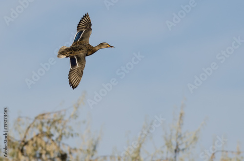 Mallard Duck Flying in a Blue Sky © rck