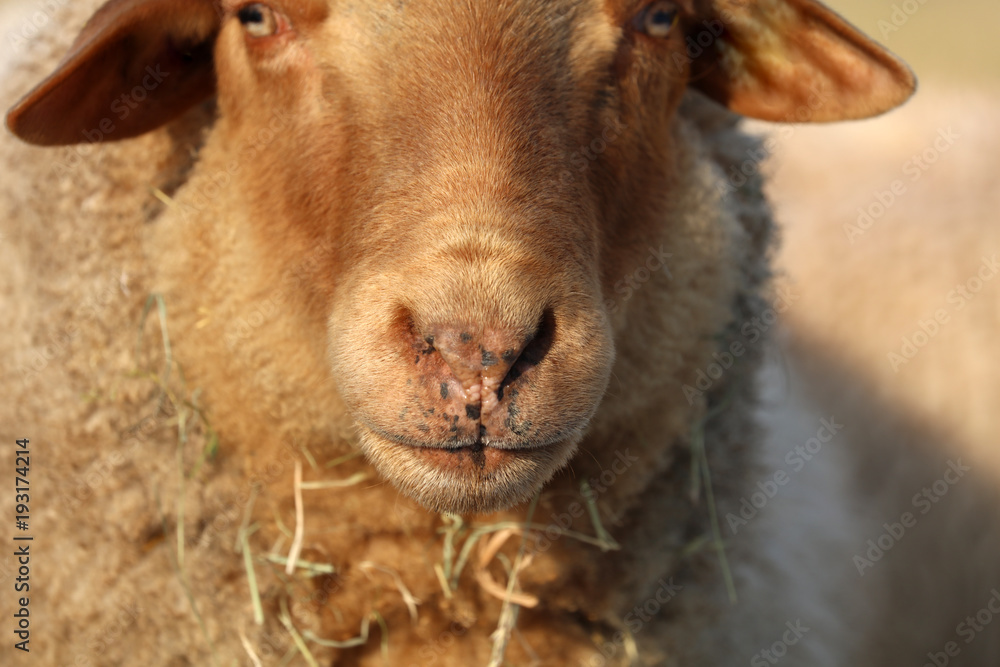 Fototapeta premium Schaf auf der Weide