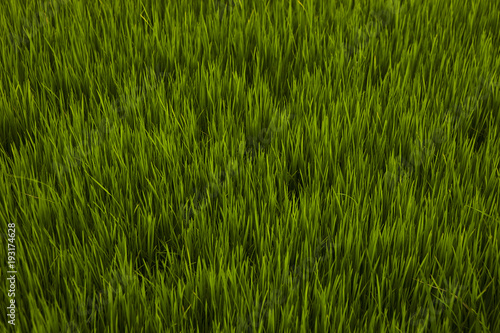 Grass Bali