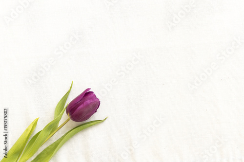 Fototapeta Naklejka Na Ścianę i Meble -  Bouquet of purple (violet) tulips on a white background. Spring flowers. Greeting card for Valentine. To my beloved wife. Mother's Day Holiday.