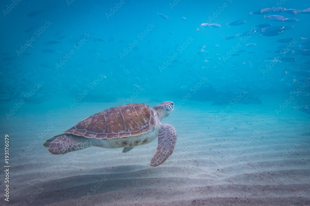 Fototapeta premium Swimming with turtles Curacao Views