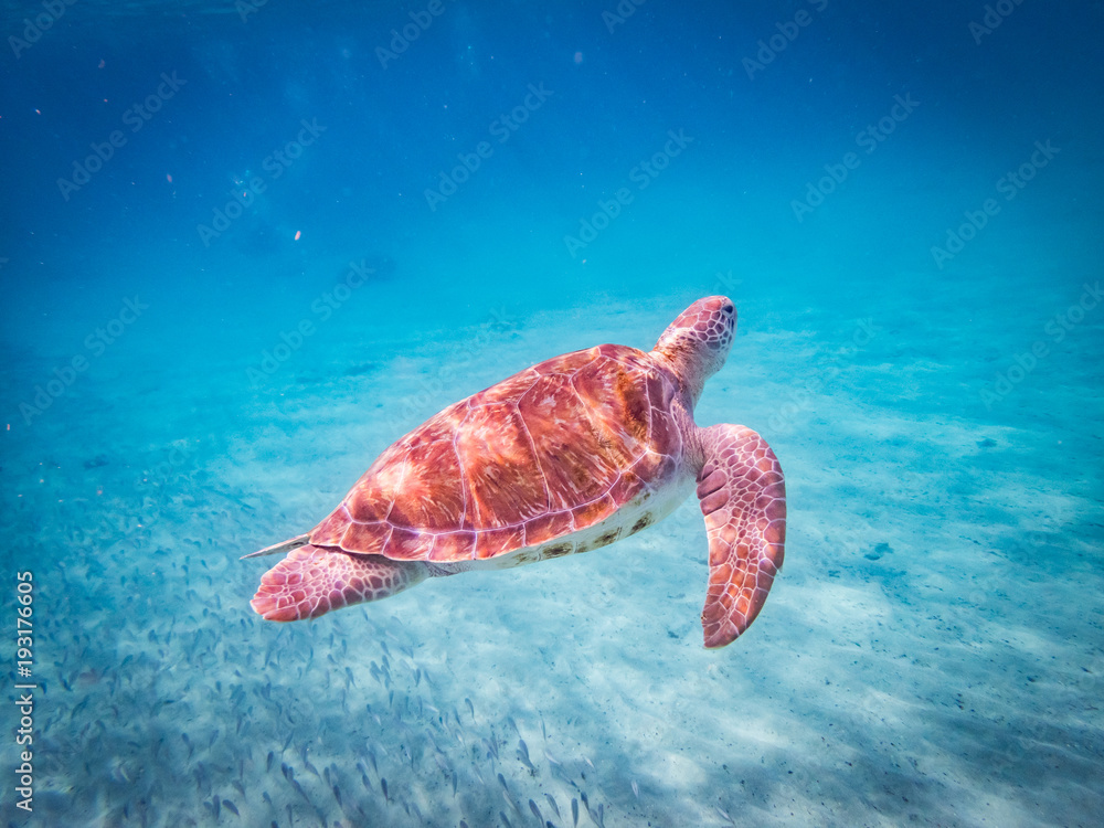 Fototapeta premium Swimming with turtles Curacao Views