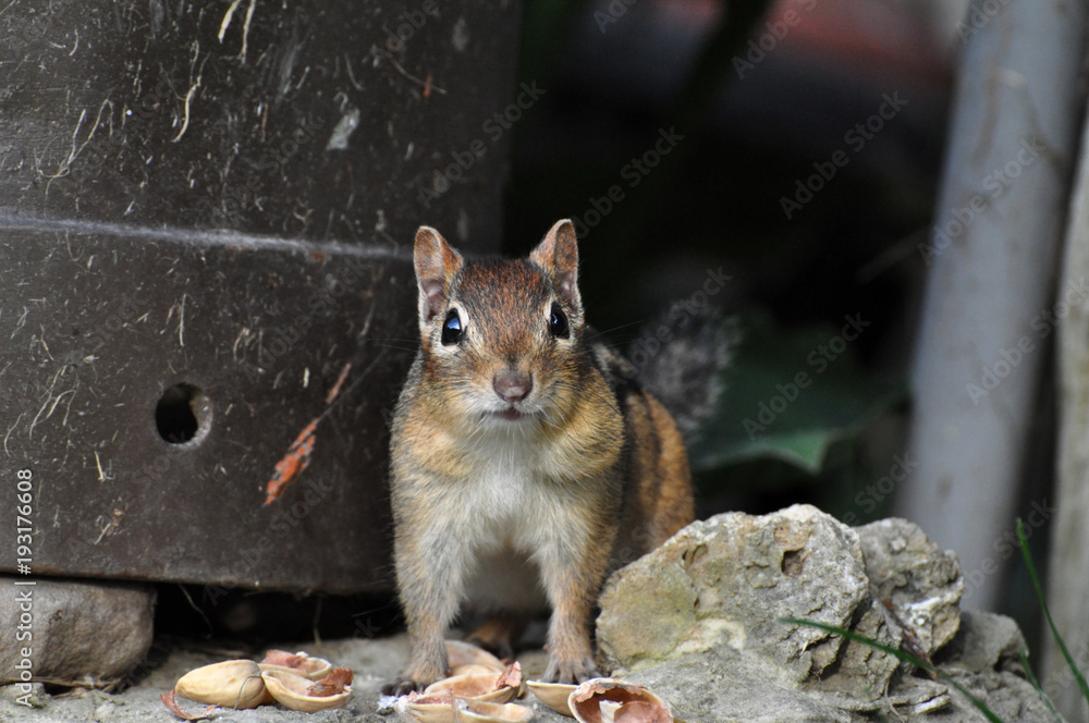 Chipmunk