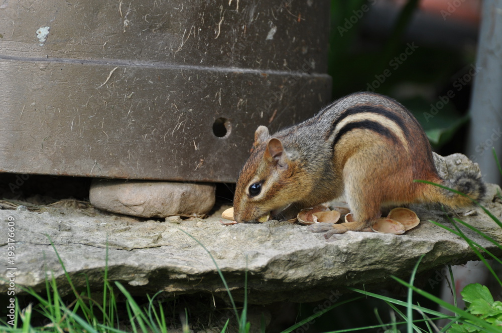 Chipmunk Eating