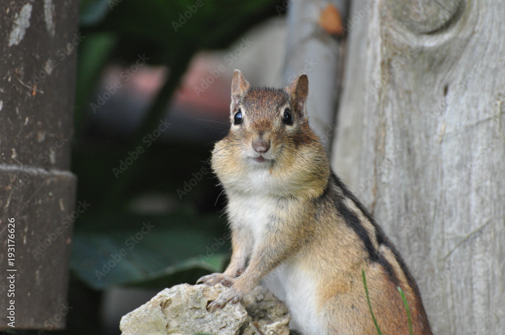 Chipmunk
