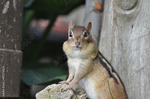 Obraz na płótnie Chipmunk w salonie