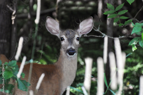 Obraz na płótnie Deer w salonie