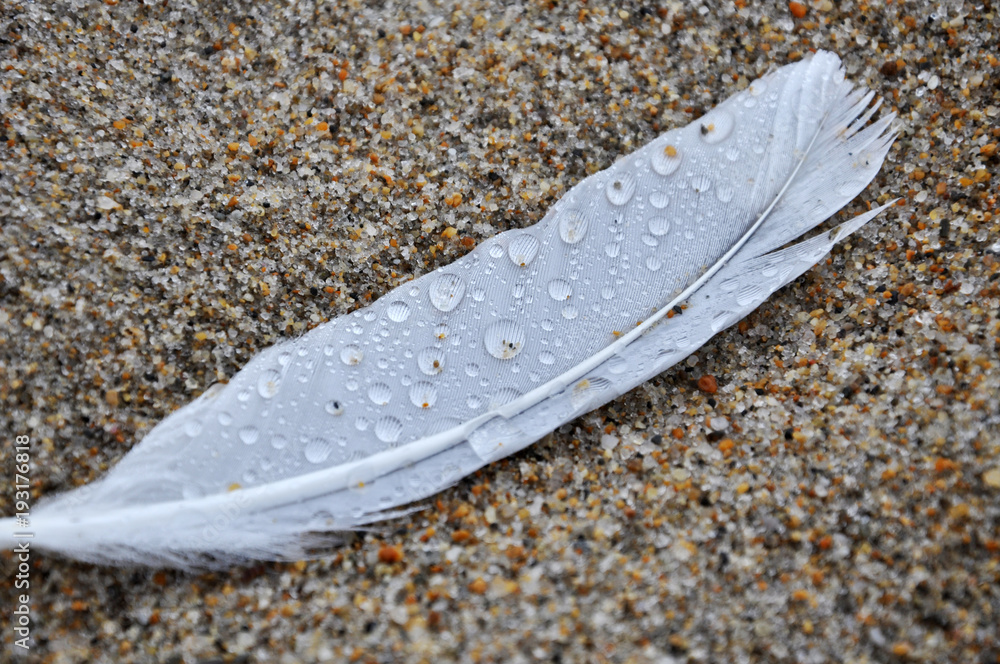 Feather