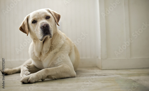Portrait of dog lying on floor. photo