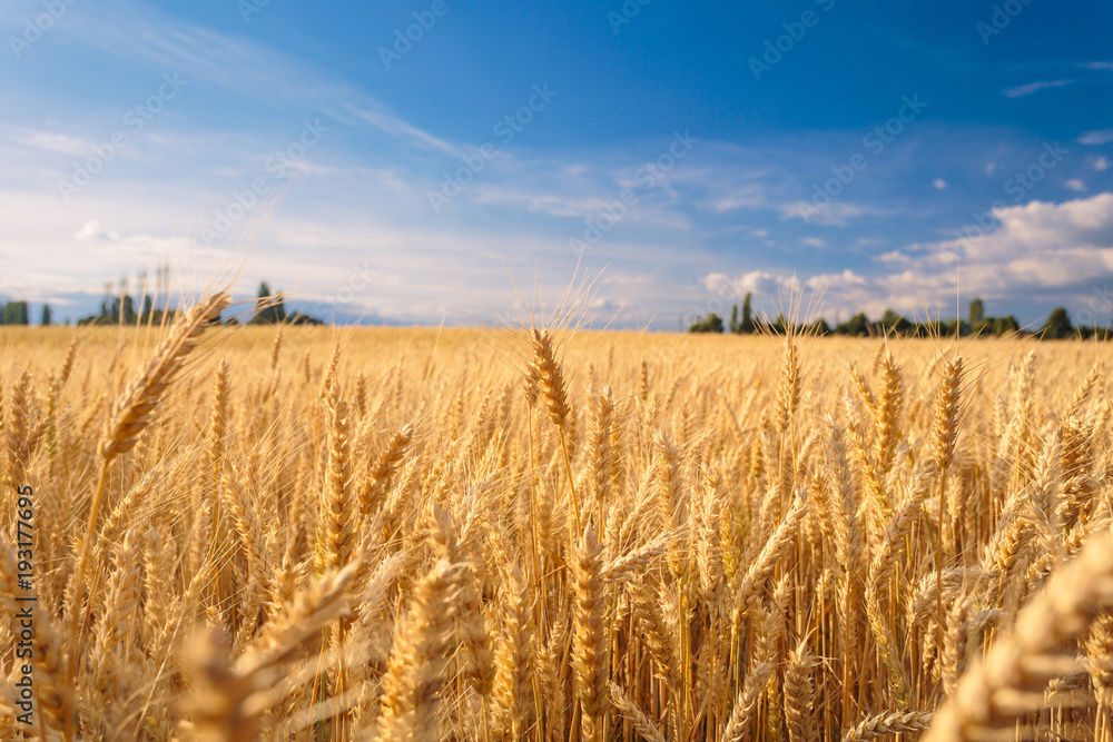 Naklejka premium Farmland. Golden wheat field under blue sky.