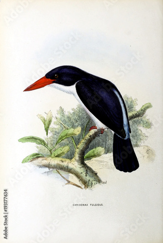 Illustration of bird photo