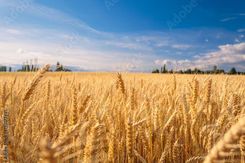 Farmland. Golden wheat field under blue sky. photo