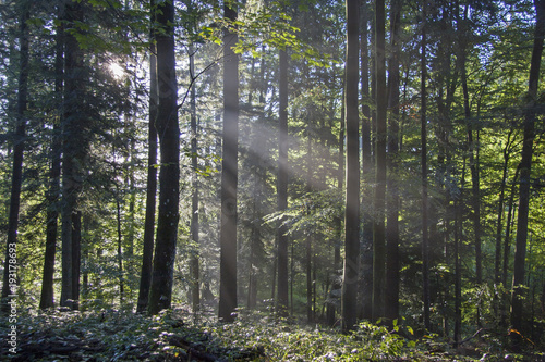 Nadelwald an einem Sonnentag