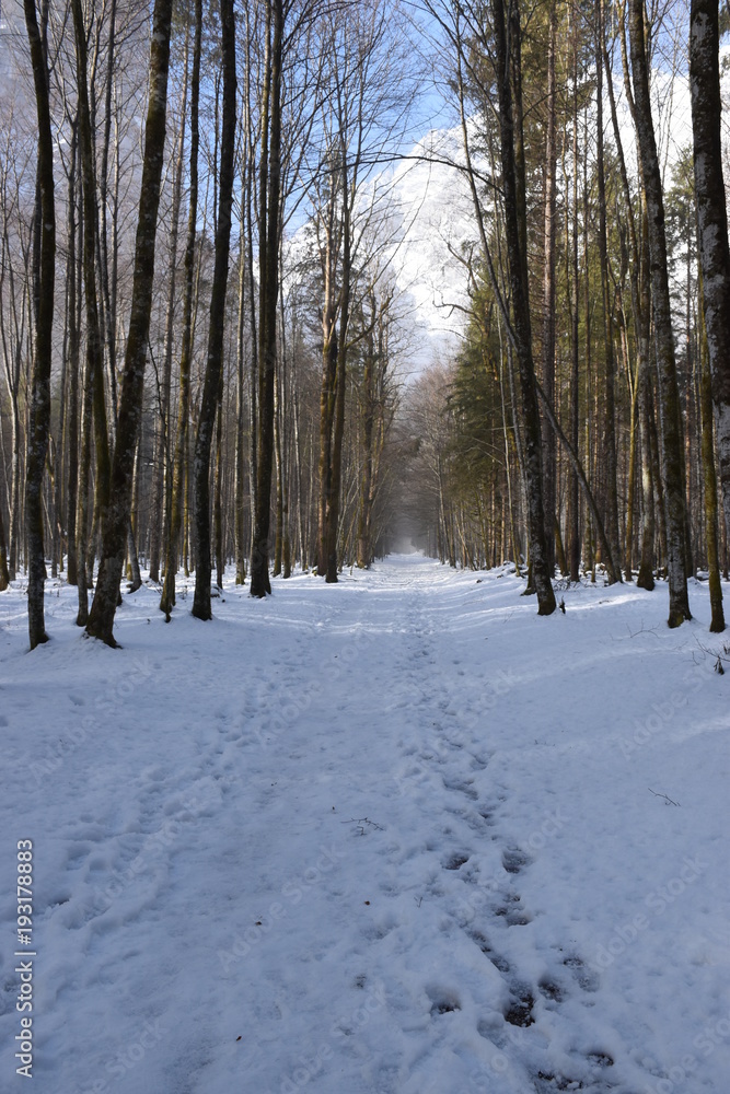 Fototapeta premium Waldweg auf St.Bartholomö im Winter