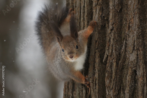 squirrel on a tree during a snowfall